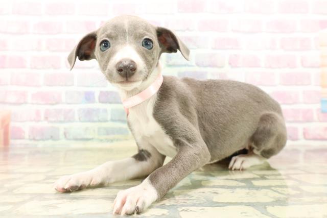 東京都のイタリアングレーハウンド (Coo&RIKU武蔵小山店/2025年10月5日生まれ/女の子/ブルーホワイト)の子犬の2枚目の画像