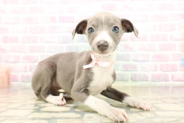 東京都のイタリアングレーハウンド (Coo&RIKU武蔵小山店/2025年10月5日生まれ/女の子/ブルーホワイト)の子犬の3枚目の画像