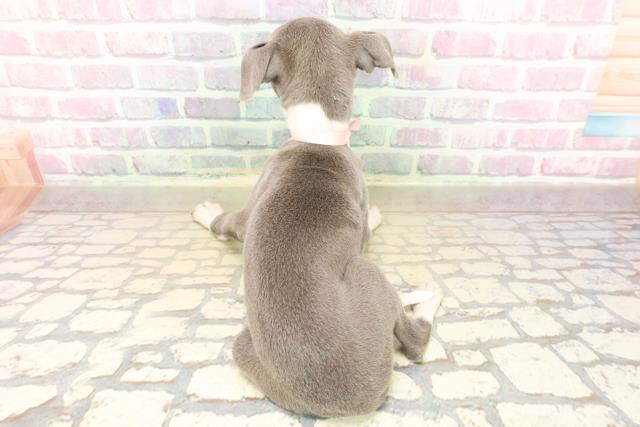 東京都のイタリアングレーハウンド (Coo&RIKU武蔵小山店/2025年10月5日生まれ/女の子/ブルーホワイト)の子犬の4枚目の画像