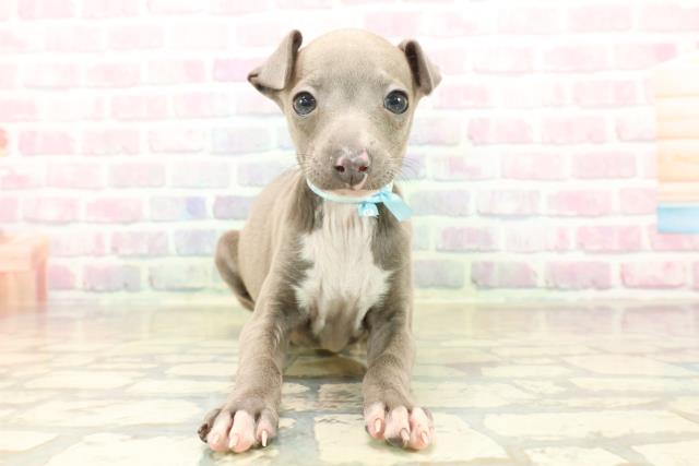 千葉県のイタリアングレーハウンド (Coo&RIKU若葉都賀店/2025年10月8日生まれ/男の子/ブルーホワイト)の子犬の1枚目の画像