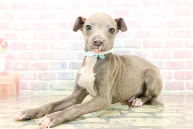 千葉県のイタリアングレーハウンド (Coo&RIKU若葉都賀店/2025年10月8日生まれ/男の子/ブルーホワイト)の子犬の2枚目の画像