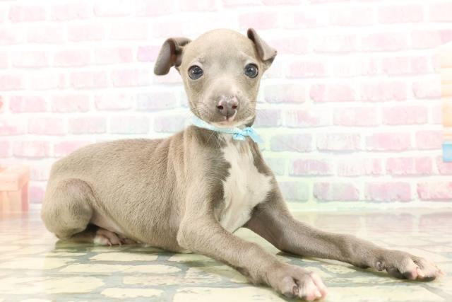 千葉県のイタリアングレーハウンド (Coo&RIKU若葉都賀店/2025年10月8日生まれ/男の子/ブルーホワイト)の子犬の3枚目の画像