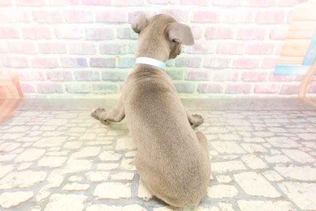 千葉県のイタリアングレーハウンド (Coo&RIKU若葉都賀店/2025年10月8日生まれ/男の子/ブルーホワイト)の子犬の4枚目の画像