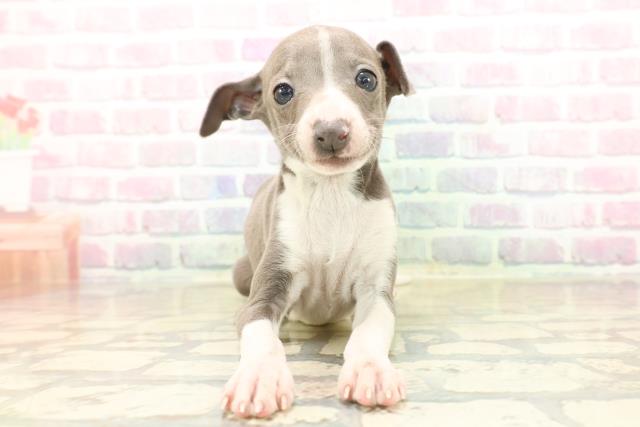 イタリアングレーハウンド