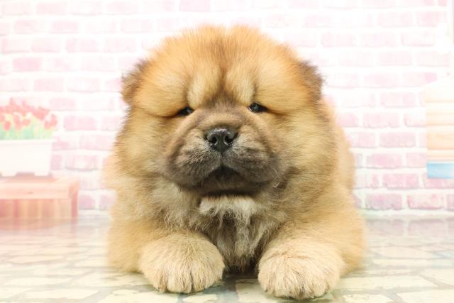 東京都のチャウチャウ (Coo&RIKU足立本店/2025年10月2日生まれ/男の子/レッド)の子犬の1枚目の画像