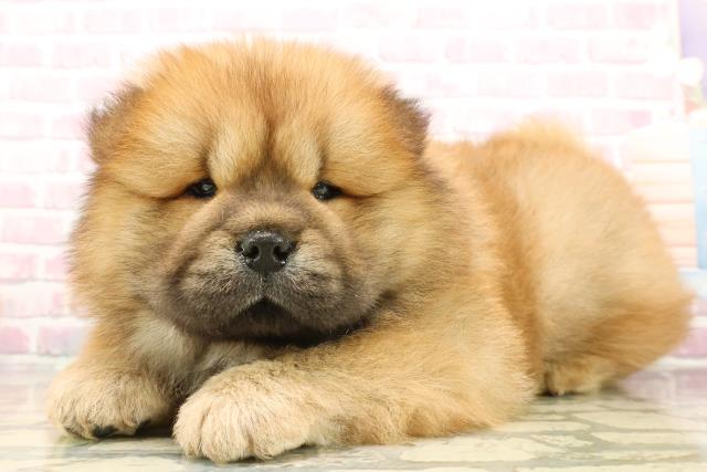 東京都のチャウチャウ (Coo&RIKU足立本店/2025年10月2日生まれ/男の子/レッド)の子犬の2枚目の画像