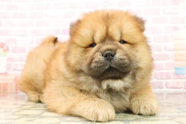 東京都のチャウチャウ (Coo&RIKU足立本店/2025年10月2日生まれ/男の子/レッド)の子犬の3枚目の画像