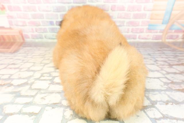 東京都のチャウチャウ (Coo&RIKU足立本店/2025年10月2日生まれ/男の子/レッド)の子犬の4枚目の画像