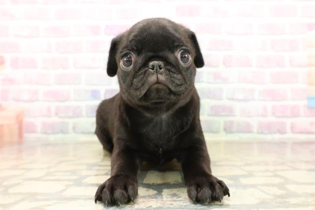 東京都のパグ (Coo&RIKU秋葉原店/2025年10月5日生まれ/女の子/ブラック)の子犬