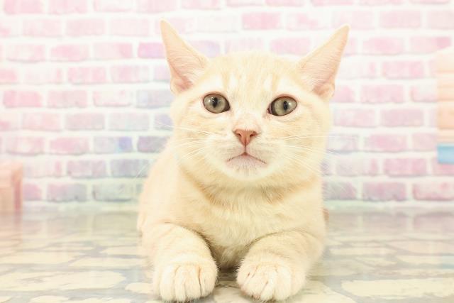 東京都のアメリカンショートヘアー (Coo&RIKU大久保店/2025年10月1日生まれ/男の子/クリームタビー)の子猫の1枚目の画像