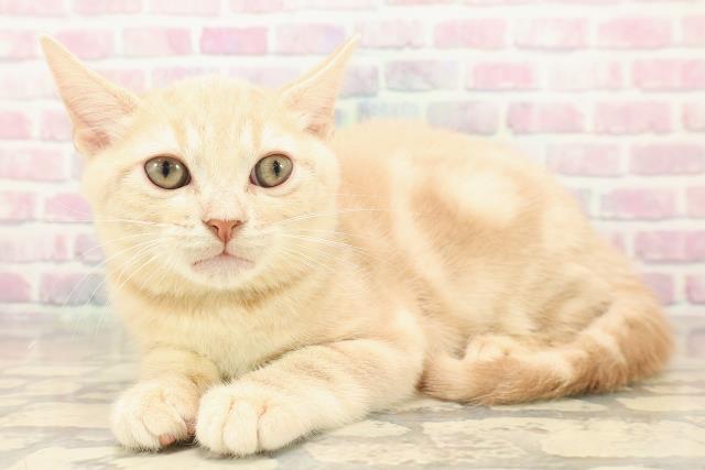 東京都のアメリカンショートヘアー (Coo&RIKU大久保店/2025年10月1日生まれ/男の子/クリームタビー)の子猫の2枚目の画像