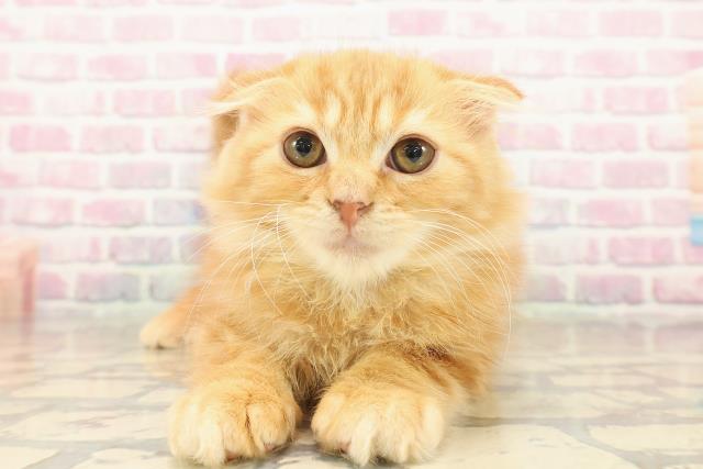 東京都のスコティッシュフォールド (Coo&RIKU阿佐ヶ谷店/2025年10月1日生まれ/男の子/レッドタビー)の子猫