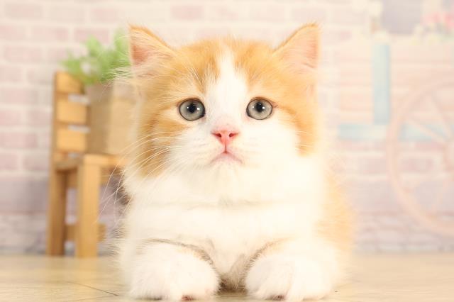 滋賀県のスコティッシュフォールド (Coo&RIKU東近江店/2025年6月19日生まれ/男の子/レッドタビーホワイト)の子猫の1枚目の画像