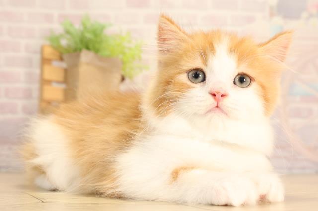 滋賀県のスコティッシュフォールド (Coo&RIKU東近江店/2025年6月19日生まれ/男の子/レッドタビーホワイト)の子猫の2枚目の画像