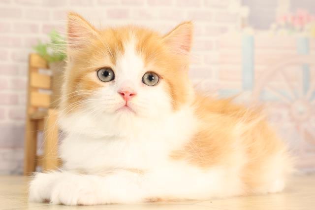 滋賀県のスコティッシュフォールド (Coo&RIKU東近江店/2025年6月19日生まれ/男の子/レッドタビーホワイト)の子猫の3枚目の画像