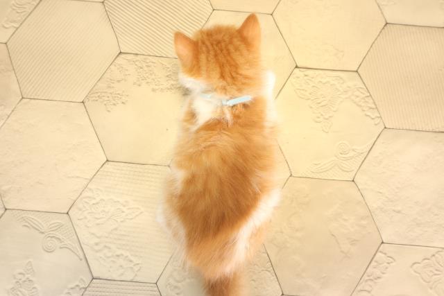 滋賀県のスコティッシュフォールド (Coo&RIKU東近江店/2025年6月19日生まれ/男の子/レッドタビーホワイト)の子猫の4枚目の画像