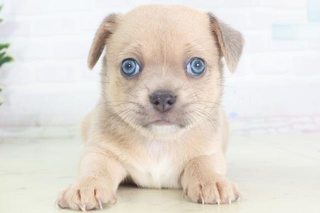 福岡県のポメチワ/チワポメ/ポメチー(ポメラニアン×チワワ) (Coo&RIKUフォレストシティ春日店/2025年8月15日生まれ/男の子/ブルーフォーン)の子犬の1枚目の画像