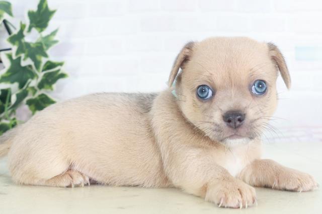 福岡県のポメチワ/チワポメ/ポメチー(ポメラニアン×チワワ) (Coo&RIKUフォレストシティ春日店/2025年8月15日生まれ/男の子/ブルーフォーン)の子犬の2枚目の画像