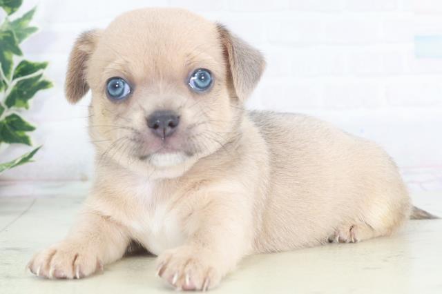 福岡県のポメチワ/チワポメ/ポメチー(ポメラニアン×チワワ) (Coo&RIKUフォレストシティ春日店/2025年8月15日生まれ/男の子/ブルーフォーン)の子犬の3枚目の画像