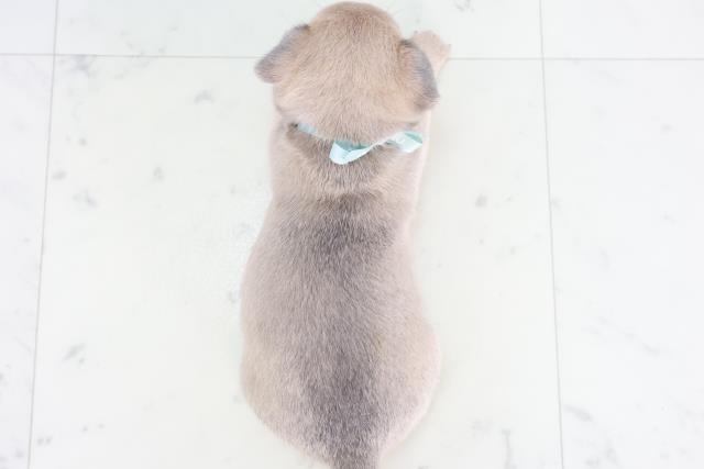 福岡県のポメチワ/チワポメ/ポメチー(ポメラニアン×チワワ) (Coo&RIKUフォレストシティ春日店/2025年8月15日生まれ/男の子/ブルーフォーン)の子犬の4枚目の画像