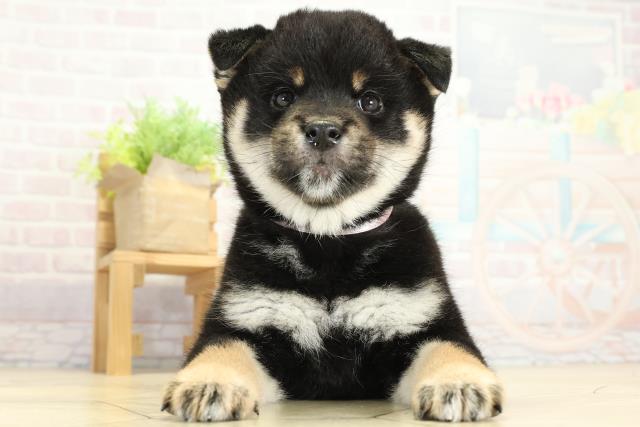 静岡県の柴犬(標準サイズ) (Coo&RIKU掛川店/2025年10月8日生まれ/女の子/黒)の子犬