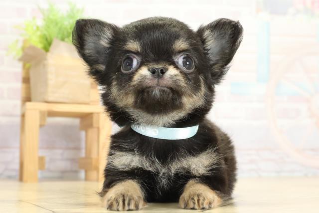 岐阜県のチワワ(ロング) (Coo&RIKU岐南店/2025年10月8日生まれ/男の子/ブラックタンホワイト)の子犬の1枚目の画像