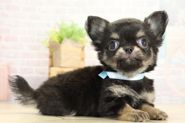 岐阜県のチワワ(ロング) (Coo&RIKU岐南店/2025年10月8日生まれ/男の子/ブラックタンホワイト)の子犬の2枚目の画像