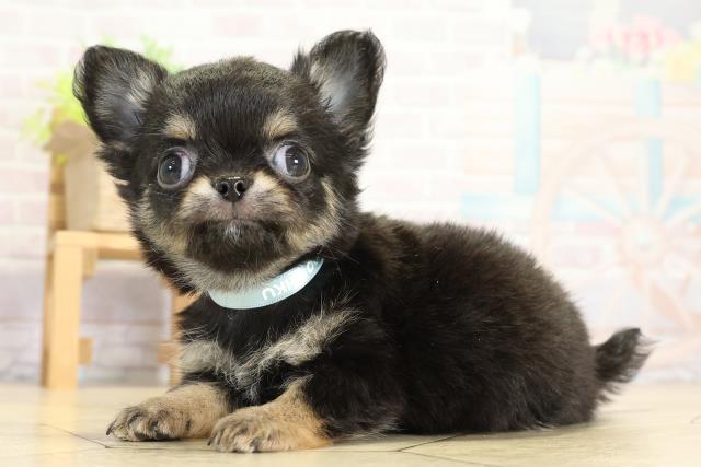 岐阜県のチワワ(ロング) (Coo&RIKU岐南店/2025年10月8日生まれ/男の子/ブラックタンホワイト)の子犬の3枚目の画像