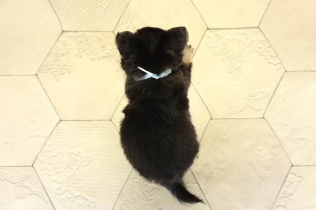 岐阜県のチワワ(ロング) (Coo&RIKU岐南店/2025年10月8日生まれ/男の子/ブラックタンホワイト)の子犬の4枚目の画像