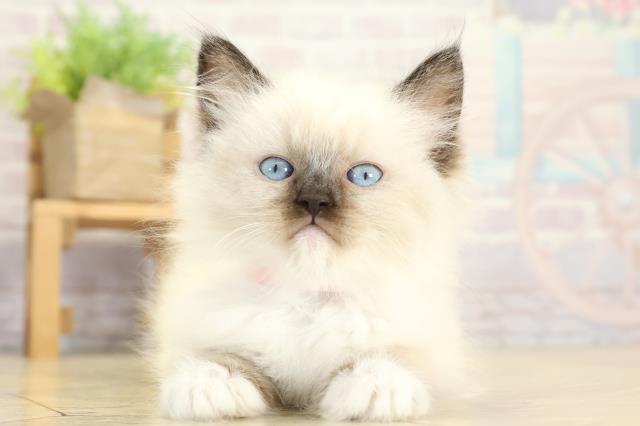 静岡県のラグドール (Coo&RIKU静岡SBS通り店/2025年10月8日生まれ/女の子/シールポイントミテッド)の子猫の1枚目の画像