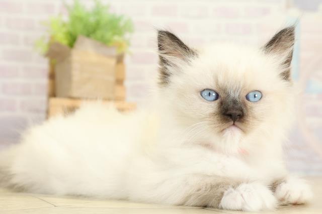 静岡県のラグドール (Coo&RIKU静岡SBS通り店/2025年10月8日生まれ/女の子/シールポイントミテッド)の子猫の2枚目の画像