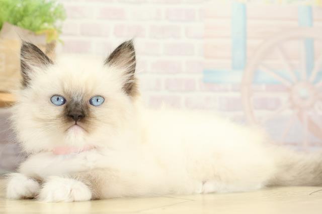 静岡県のラグドール (Coo&RIKU静岡SBS通り店/2025年10月8日生まれ/女の子/シールポイントミテッド)の子猫の3枚目の画像