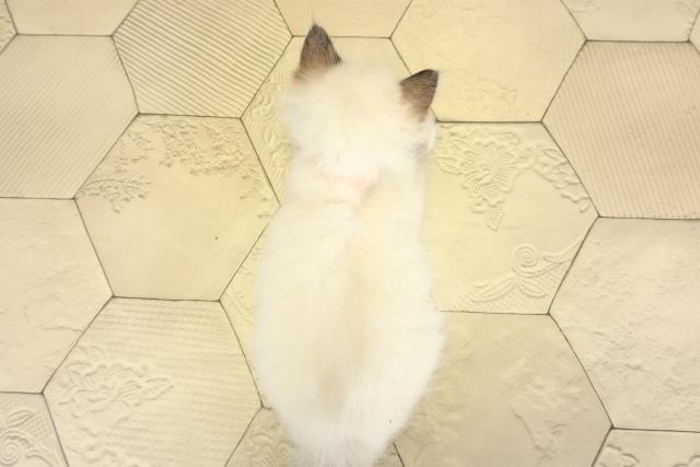 静岡県のラグドール (Coo&RIKU静岡SBS通り店/2025年10月8日生まれ/女の子/シールポイントミテッド)の子猫の4枚目の画像