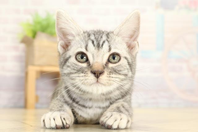 アメリカンショートヘアー