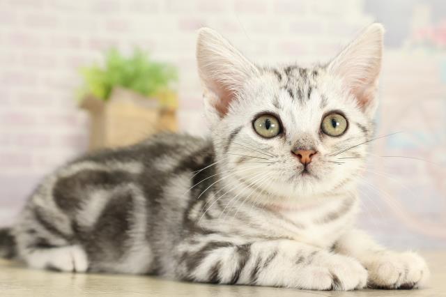 静岡県のアメリカンショートヘアー (Coo&RIKU沼津店/2025年10月6日生まれ/女の子/シルバータビー)の子猫の2枚目の画像