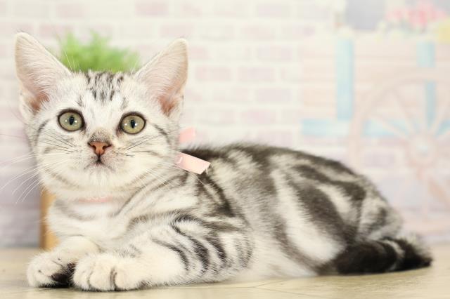 静岡県のアメリカンショートヘアー (Coo&RIKU沼津店/2025年10月6日生まれ/女の子/シルバータビー)の子猫の3枚目の画像