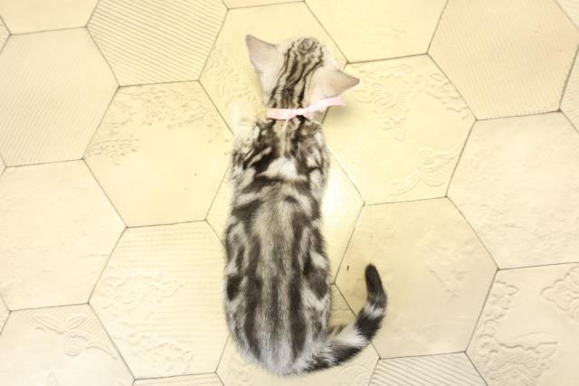 静岡県のアメリカンショートヘアー (Coo&RIKU沼津店/2025年10月6日生まれ/女の子/シルバータビー)の子猫の4枚目の画像