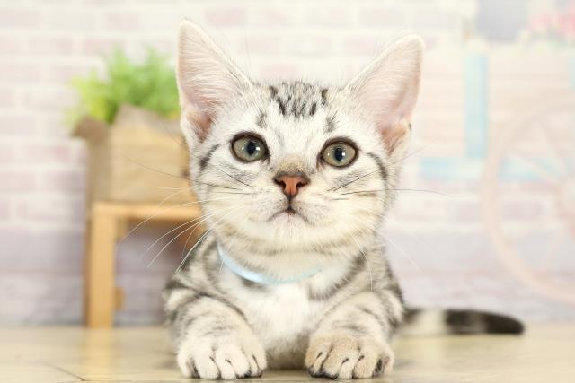 静岡県のアメリカンショートヘアー (Coo&RIKU富士店/2025年10月6日生まれ/男の子/シルバータビー)の子猫の1枚目の画像