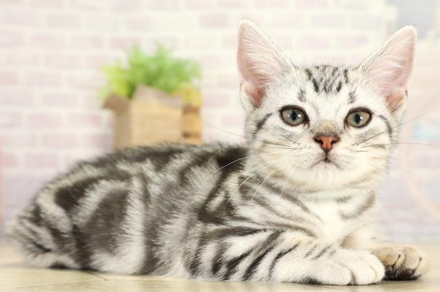 静岡県のアメリカンショートヘアー (Coo&RIKU富士店/2025年10月6日生まれ/男の子/シルバータビー)の子猫の2枚目の画像