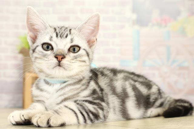 静岡県のアメリカンショートヘアー (Coo&RIKU富士店/2025年10月6日生まれ/男の子/シルバータビー)の子猫の3枚目の画像