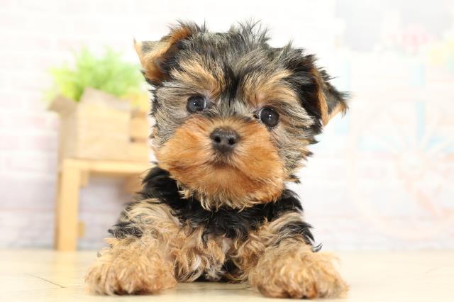 静岡県のヨークシャーテリア (Coo&RIKU沼津店/2025年10月8日生まれ/男の子/スチールブルータン)の子犬の1枚目の画像