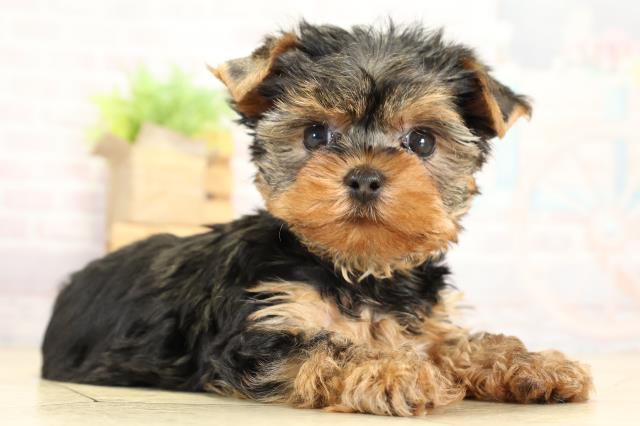 静岡県のヨークシャーテリア (Coo&RIKU沼津店/2025年10月8日生まれ/男の子/スチールブルータン)の子犬の2枚目の画像