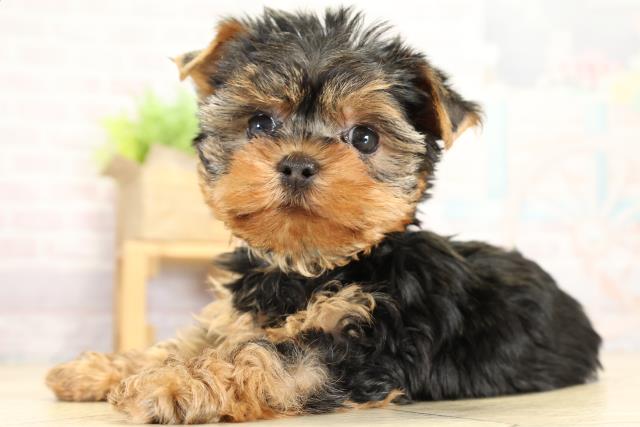 静岡県のヨークシャーテリア (Coo&RIKU沼津店/2025年10月8日生まれ/男の子/スチールブルータン)の子犬の3枚目の画像