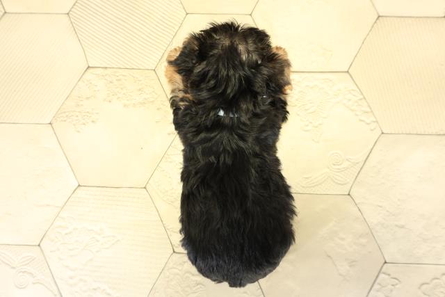 静岡県のヨークシャーテリア (Coo&RIKU沼津店/2025年10月8日生まれ/男の子/スチールブルータン)の子犬の4枚目の画像