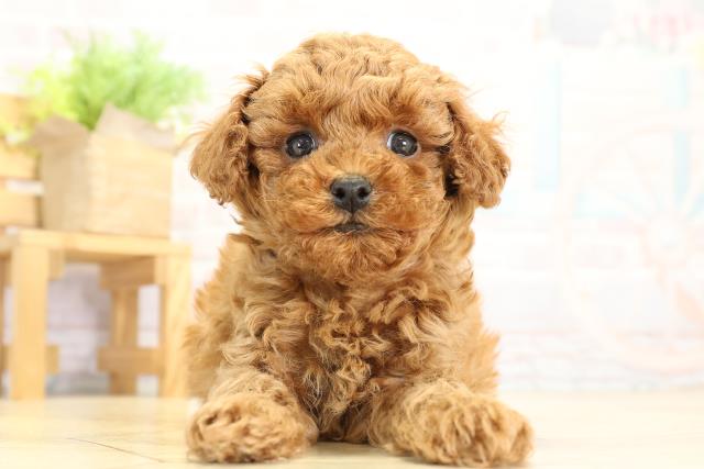 愛知県のトイプードル(トイ) (Coo&RIKU春日井店/2025年10月8日生まれ/女の子/レッド)の子犬の1枚目の画像