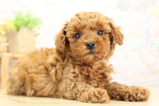 愛知県のトイプードル(トイ) (Coo&RIKU春日井店/2025年10月8日生まれ/女の子/レッド)の子犬の2枚目の画像