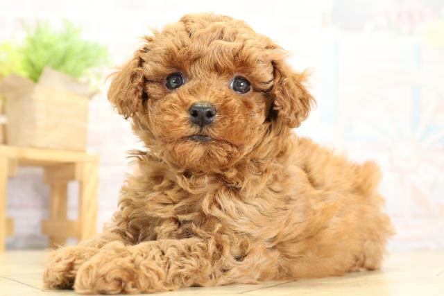 愛知県のトイプードル(トイ) (Coo&RIKU春日井店/2025年10月8日生まれ/女の子/レッド)の子犬の3枚目の画像