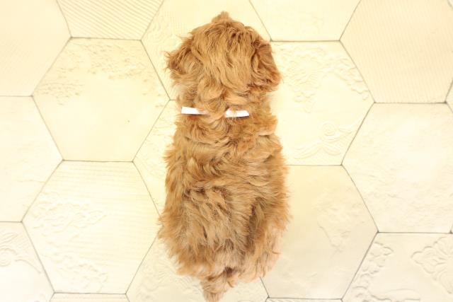 愛知県のトイプードル(トイ) (Coo&RIKU春日井店/2025年10月8日生まれ/女の子/レッド)の子犬の4枚目の画像