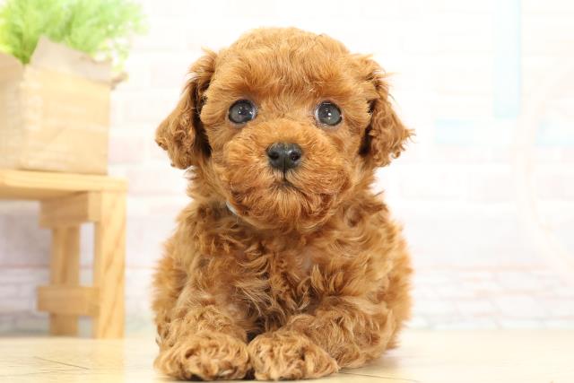 愛知県のトイプードル(トイ) (Coo&RIKU春日井店/2025年10月8日生まれ/男の子/レッド)の子犬の1枚目の画像