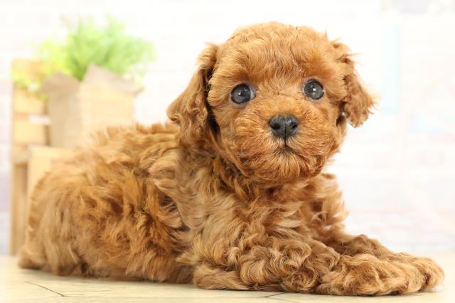 愛知県のトイプードル(トイ) (Coo&RIKU春日井店/2025年10月8日生まれ/男の子/レッド)の子犬の2枚目の画像